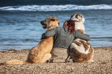 Chiens les plus amicales