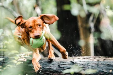 Jouets pour chiens