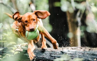 Jouets pour chiens