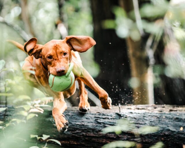 Jouets pour chiens