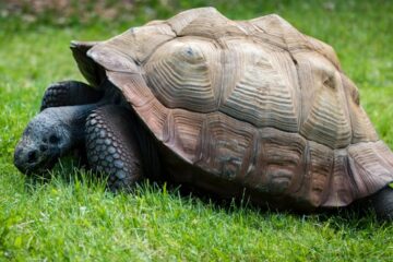 Habitat sain pour tortue