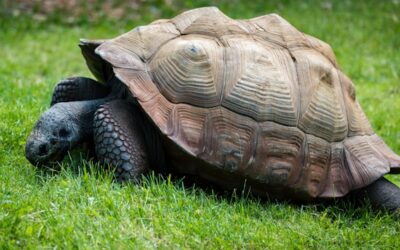 Habitat sain pour tortue