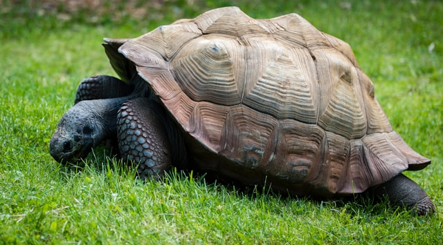 Habitat sain pour tortue