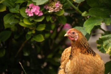 Des poules au jardin