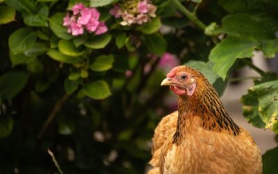 Des poules au jardin