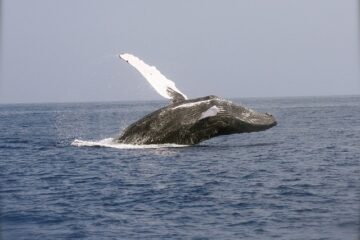 Observer les baleines